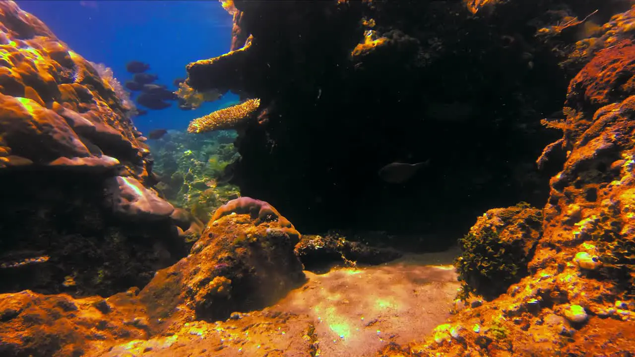 School of surgeonfish in rich and beautiful coral reefs with sunlight under water