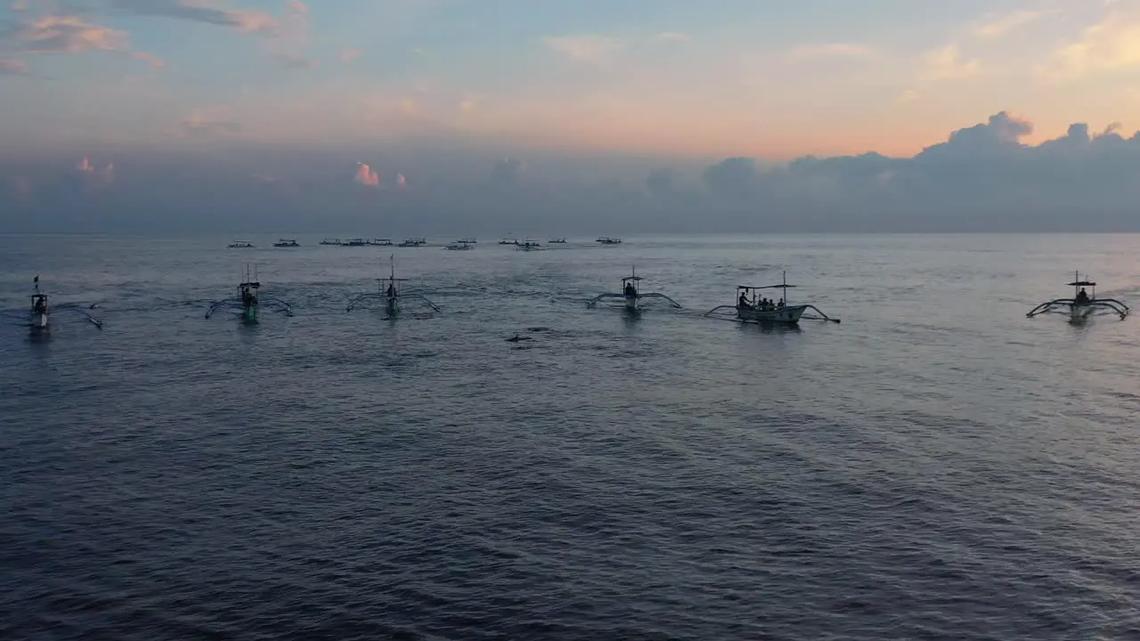 aerial of many tourist boats chasing dolphins on tropical ocean at sunrise in Lovina Bali Indonesia