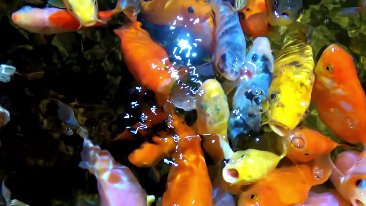 Colorful Tropical Fish in Aquarium