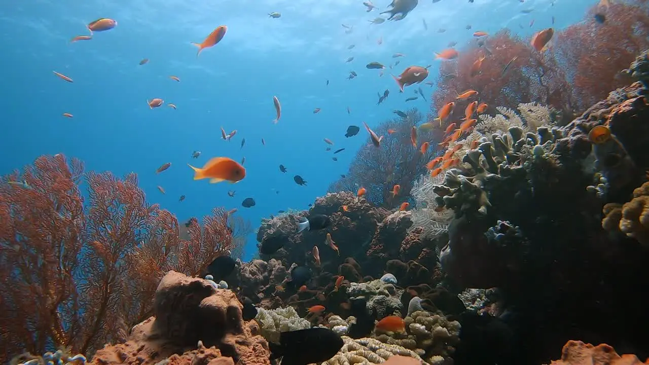 Small and colorful tropical reef fish swimming around a healthy coral reef