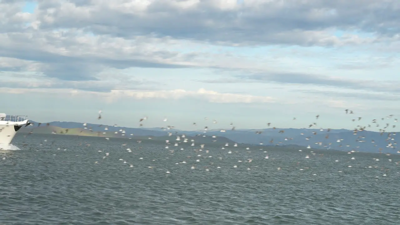 Ocean birds flying in front of a yacht in the San Francisco Bay near the Redwood City Marina