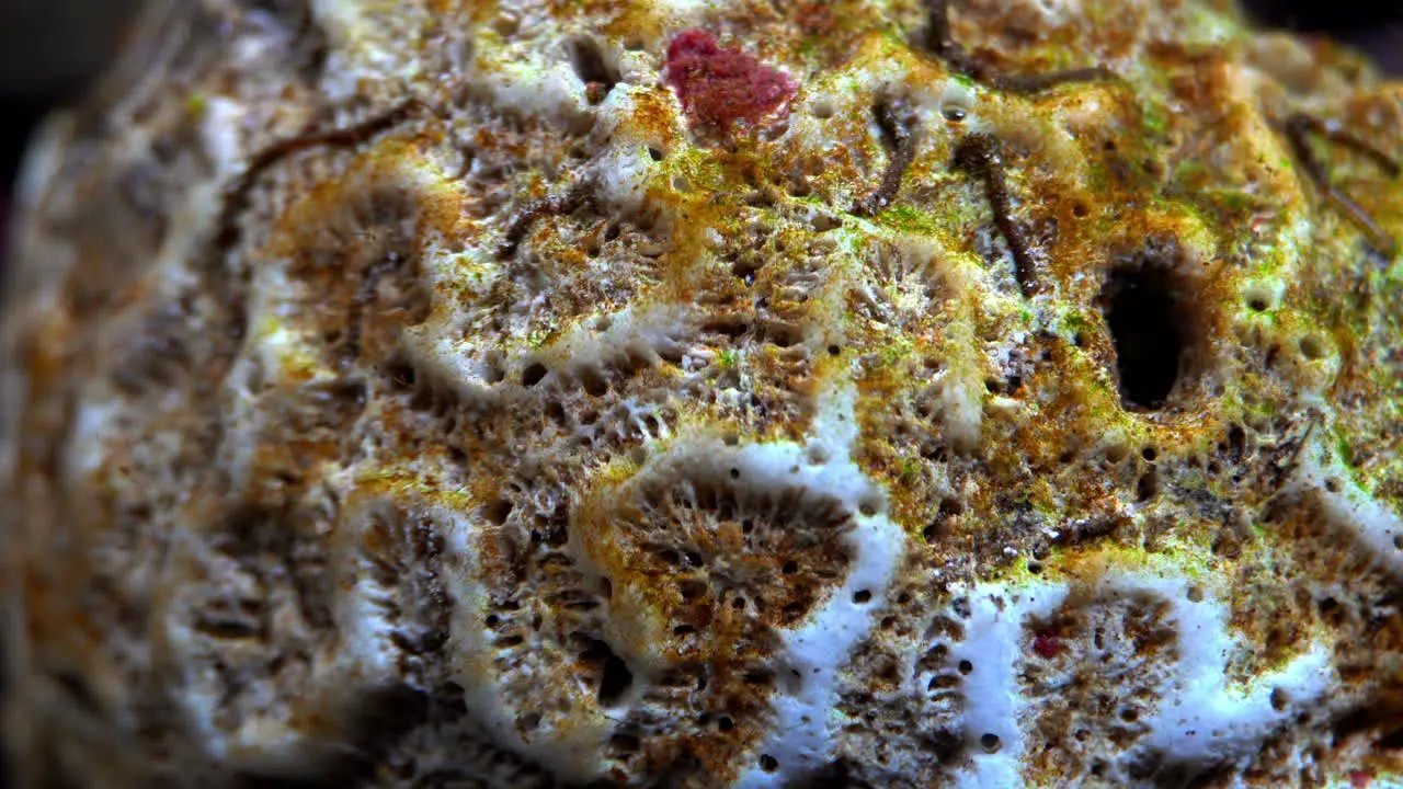 Dead stony coral covered in algae and aquatic worms