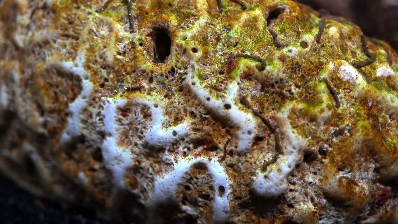 Macro shot of dead brain coral covered in algae and aquatic worms