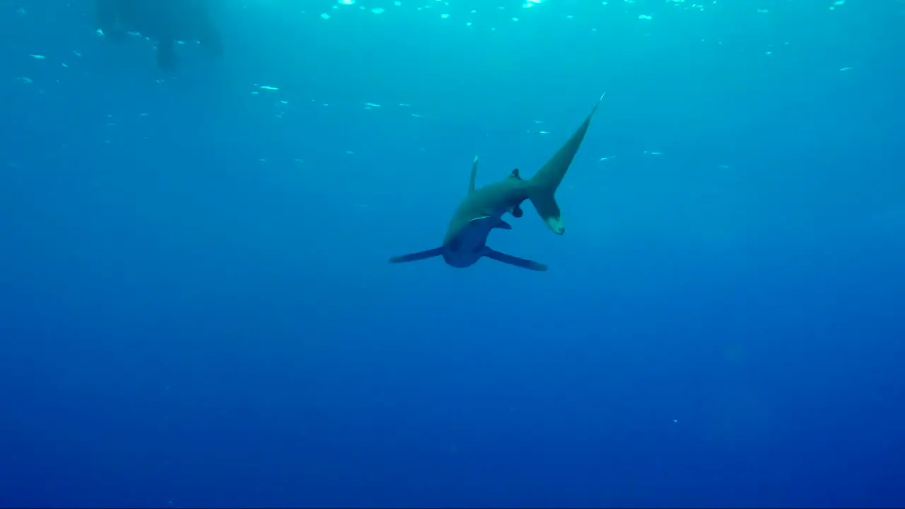 Oceanic white tip shark swims towards then away from camera with pilot fish in front of her