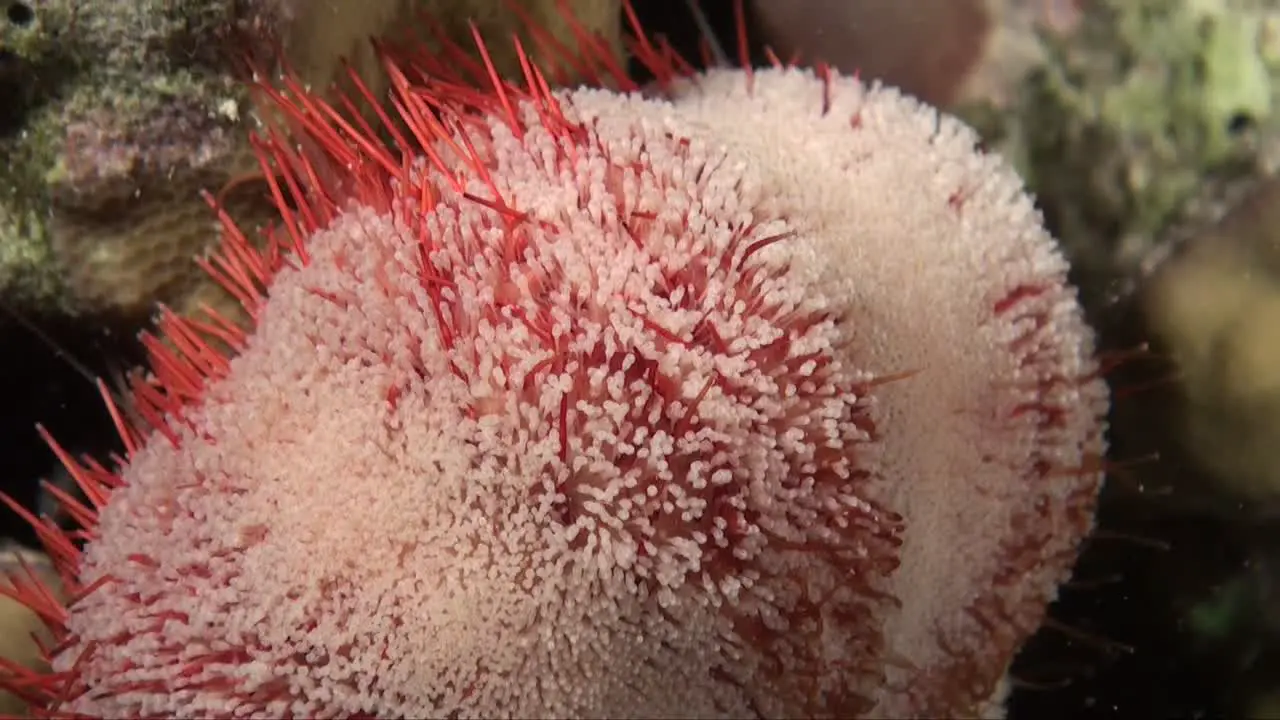 Red and white Starfish super close up on coral reef at night