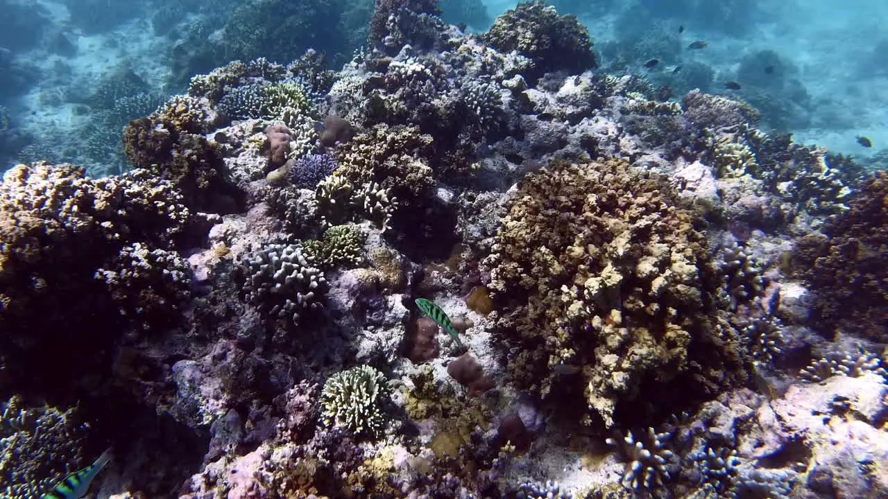 Brightly coloured sixbar wrasse fish swimming over coral reef while snorkelling in the crystal clear sea waters of Pulau Menjangan island Bali Indonesia