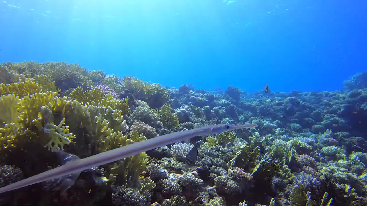 Cornet fish cruising the coral reef