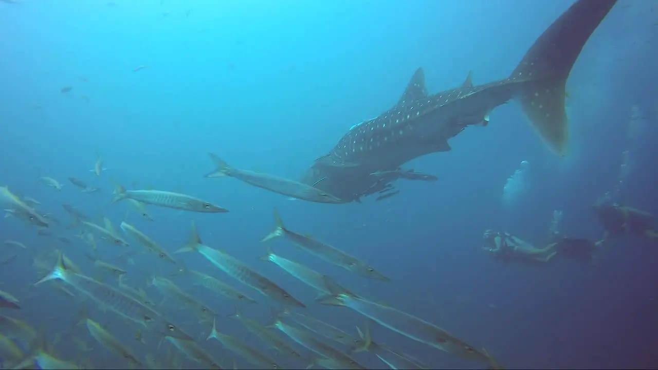 Whale shark swims away with barracuda school