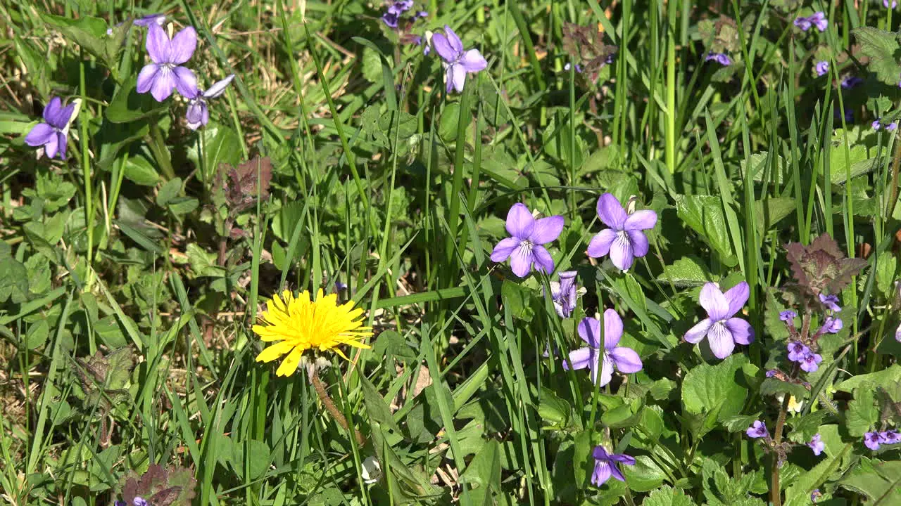 Nature Violets And Dandelion