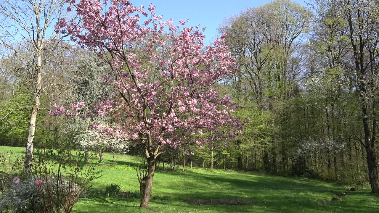 France Pink Flowered Tree Zooms In