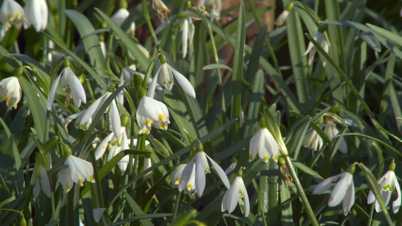 Field of fresh blooming lillies dance in spring breeze