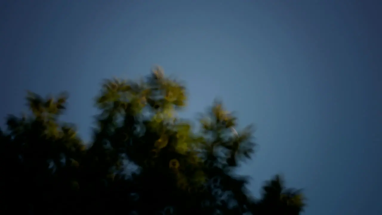 Time-lapsed tracking shot of crescent moon moving through the sky and setting behind trees at night fall