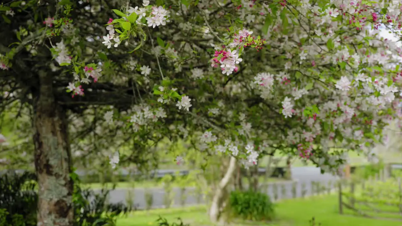 oriental cherry tree in spring time green and beautiful