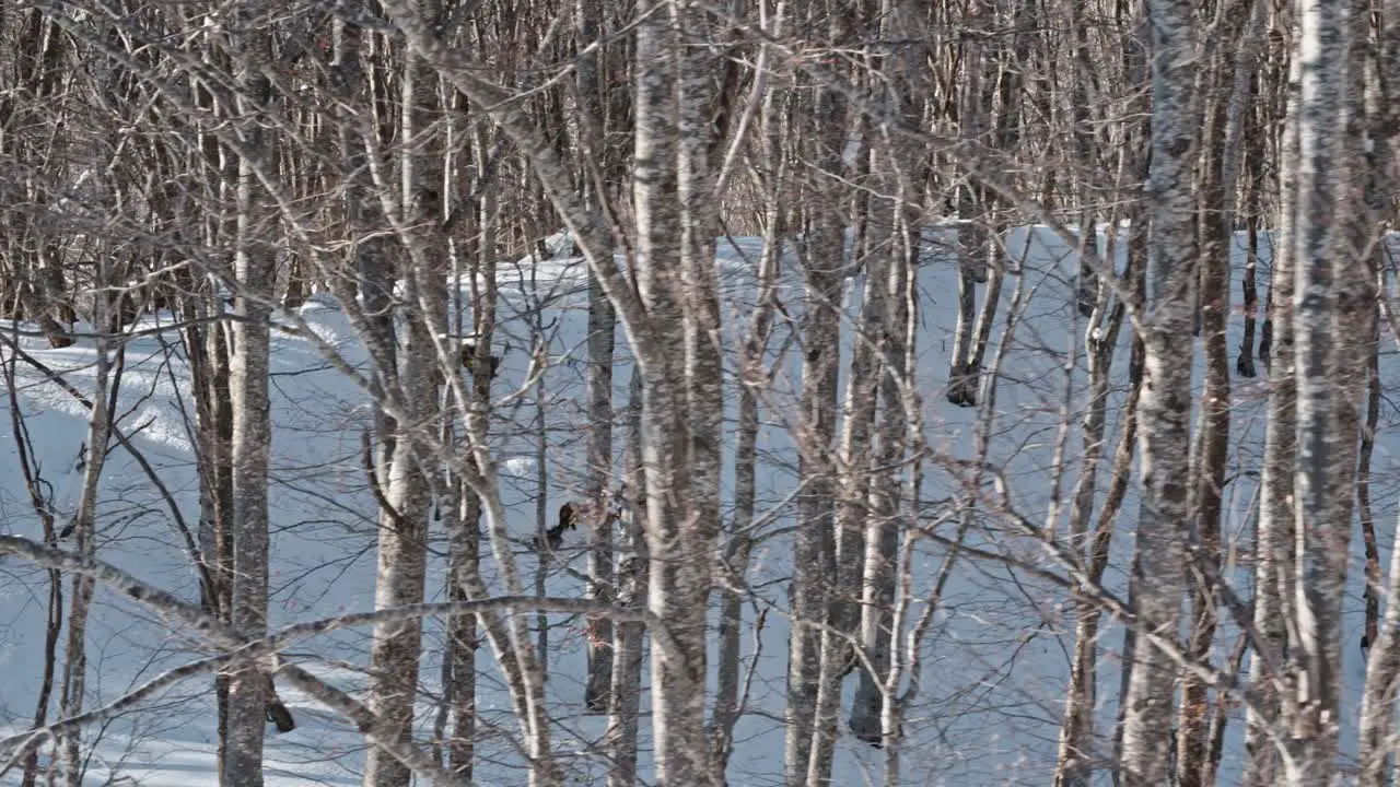 winter landscape of a forest left dolly