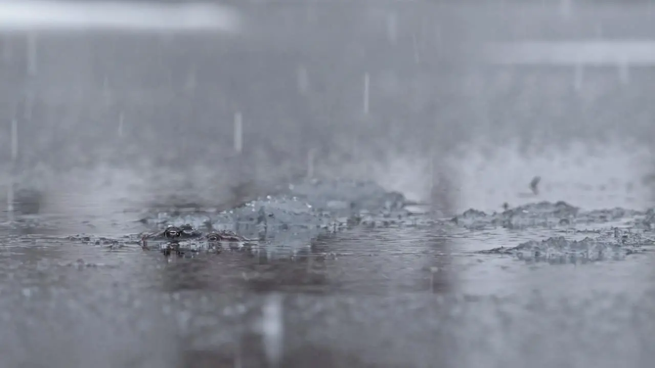 couple of frogs standing still in a lake during a snowfall