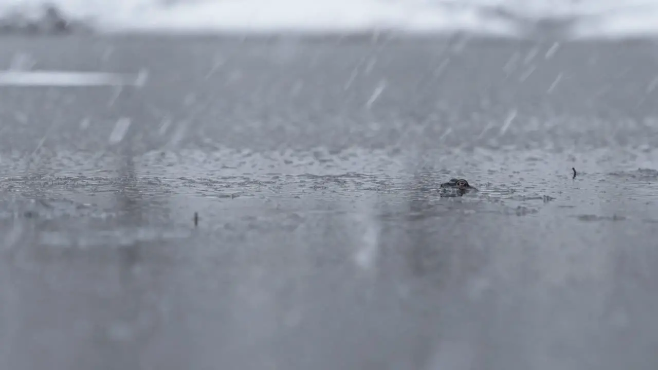 frog standing still in a lake during a snowfall handheld shot