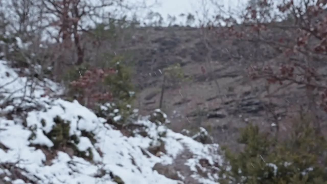 slow motion during a snowfall in a forest handheld