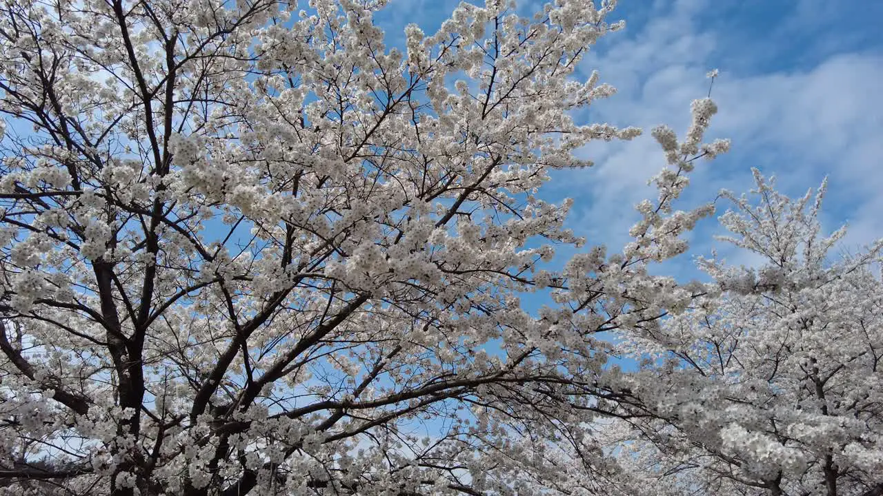 Cherry Blossom flowering blooming spring outdoor