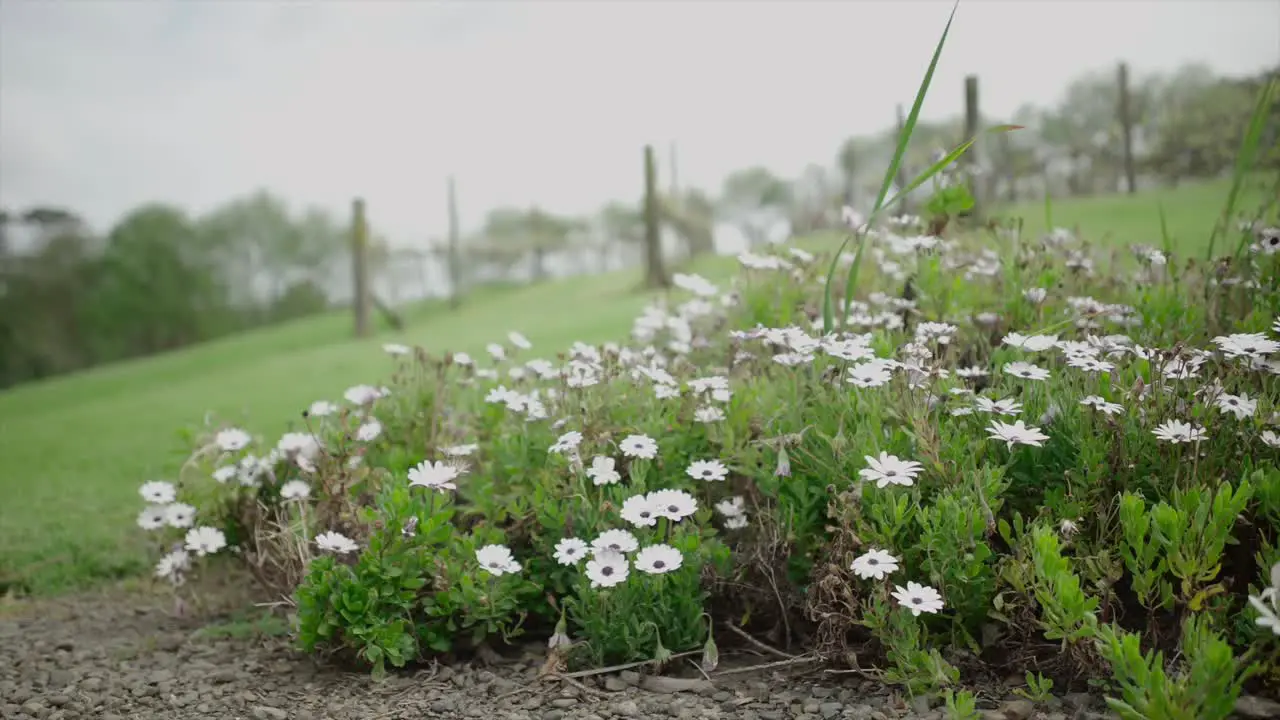 wide shot of chrysanthemum flowers in the garden