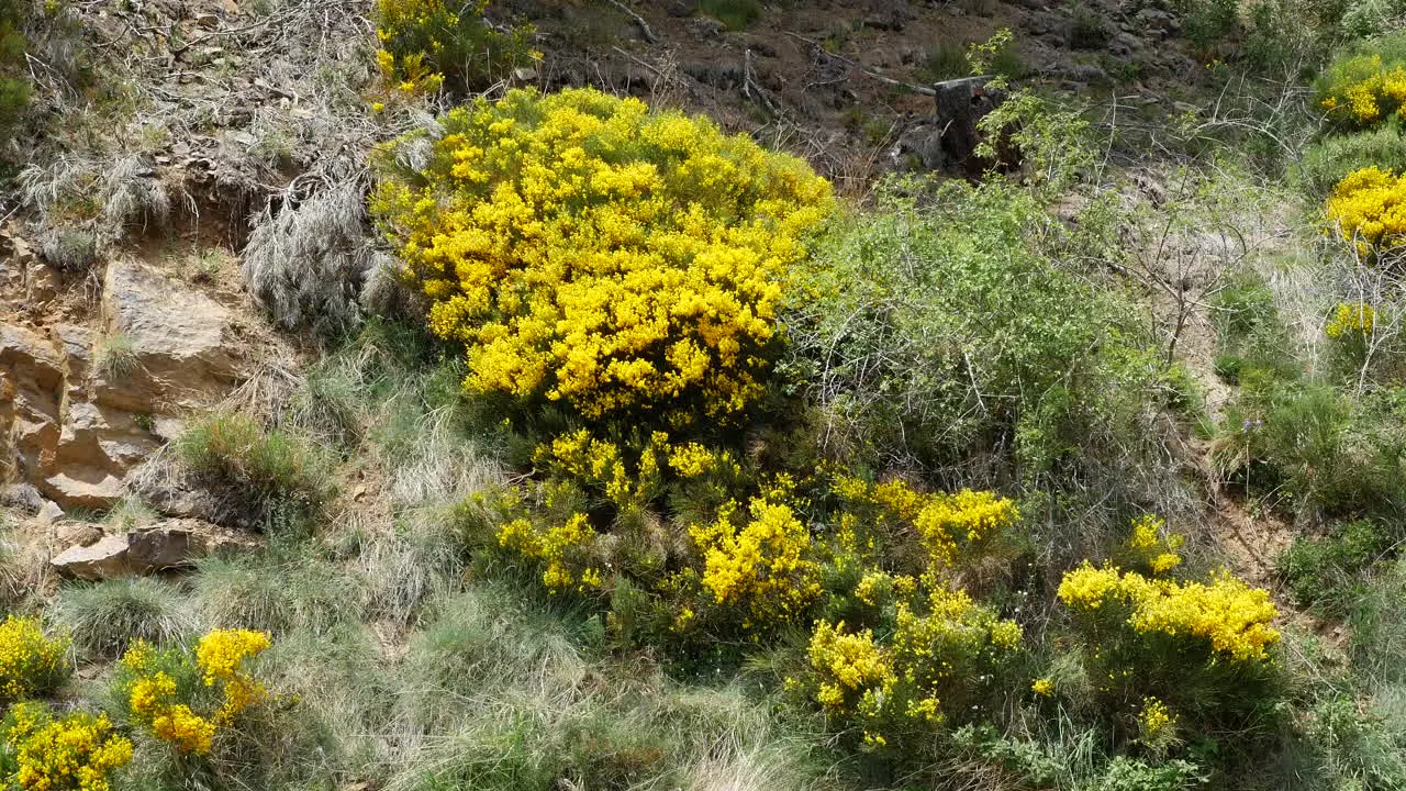 Spain Pyrenees Spanish Broom Flowers