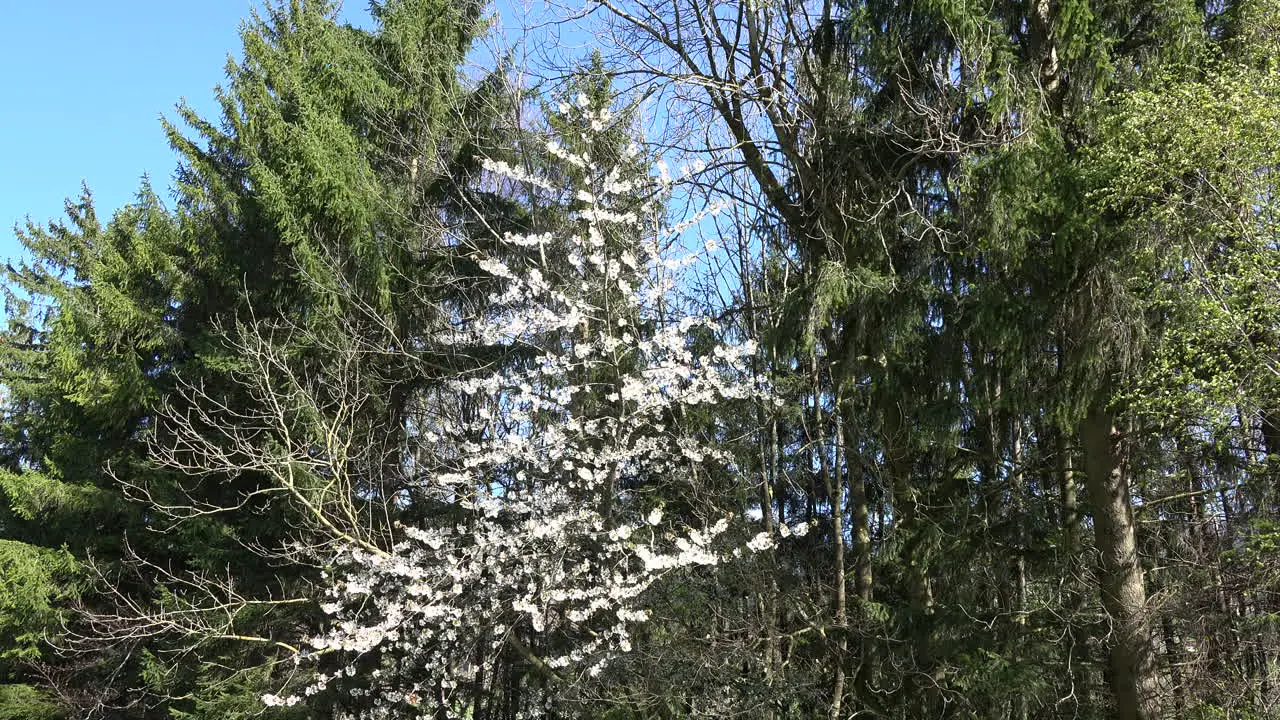 Switzerland Tree With White Flowers By Woods