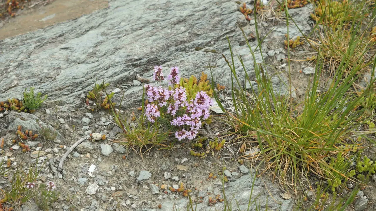 New Zealand Purple Flowers Zoom In