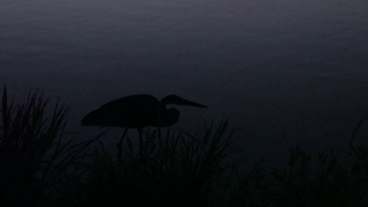 A heron fishing in the darkness along the shore of a lake