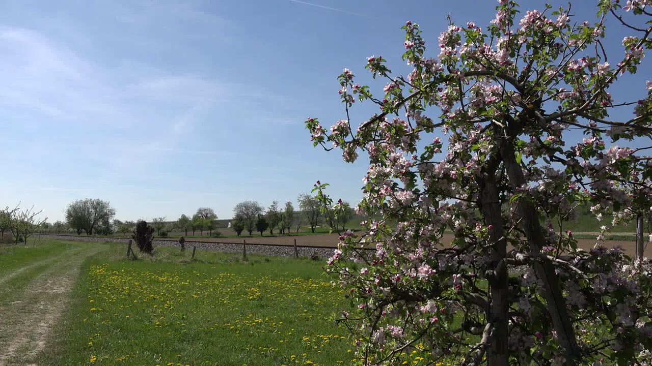 Germany Fruit Tree Frames Railroad Track