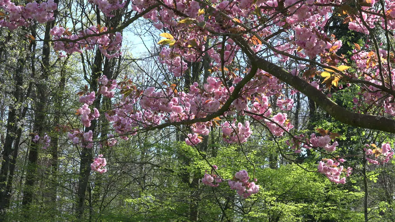 France Pink Flowers And Green Woods Beyond