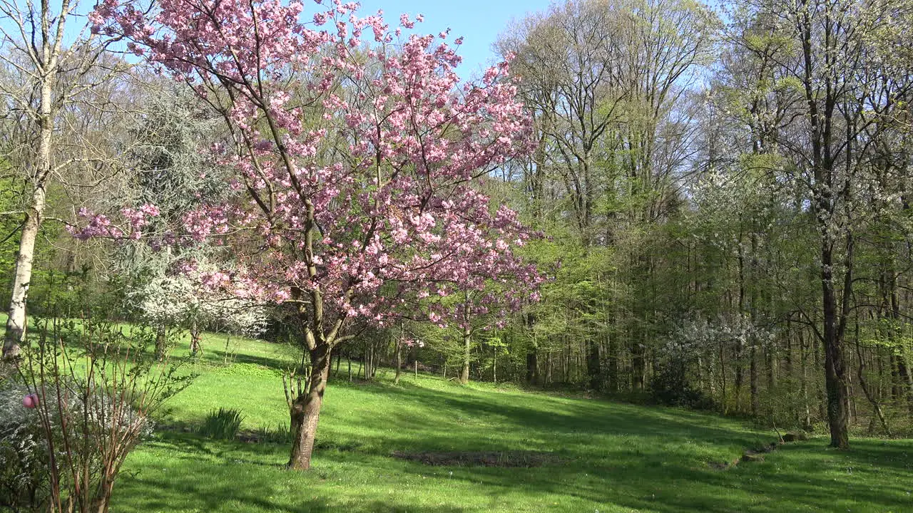 France Tree Has Pink Blooms