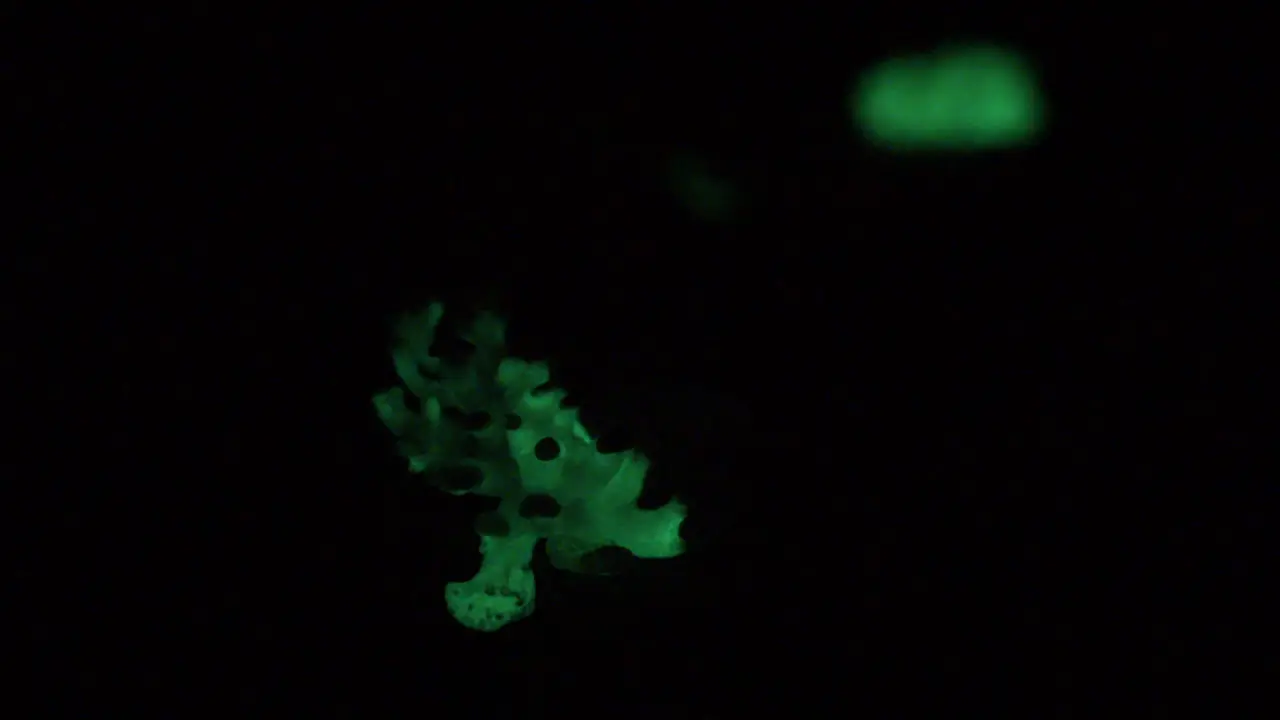 A small patch of the bioluminescent fungus Panellus Stipticus glows in the dark