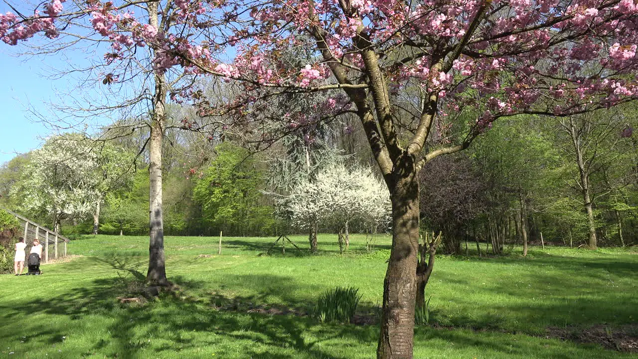 France Lawn With Flowering Trees