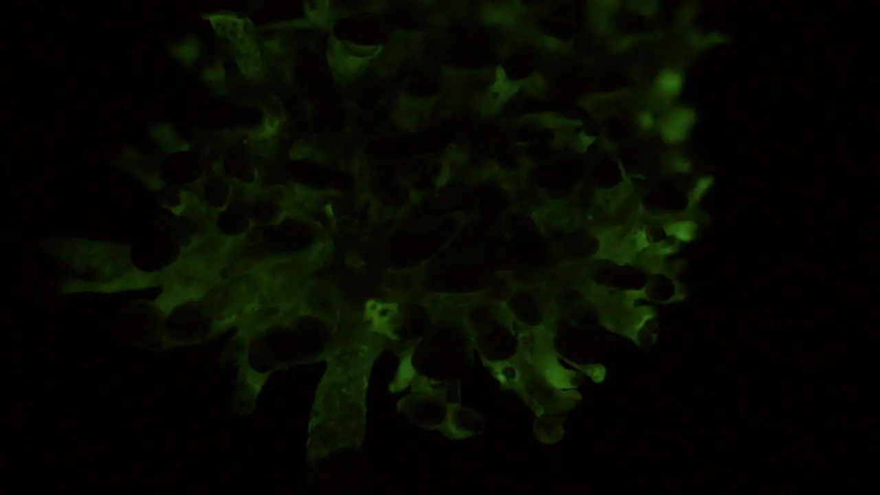 The bioluminescent fungus Panellus Stipticus glows in the dark