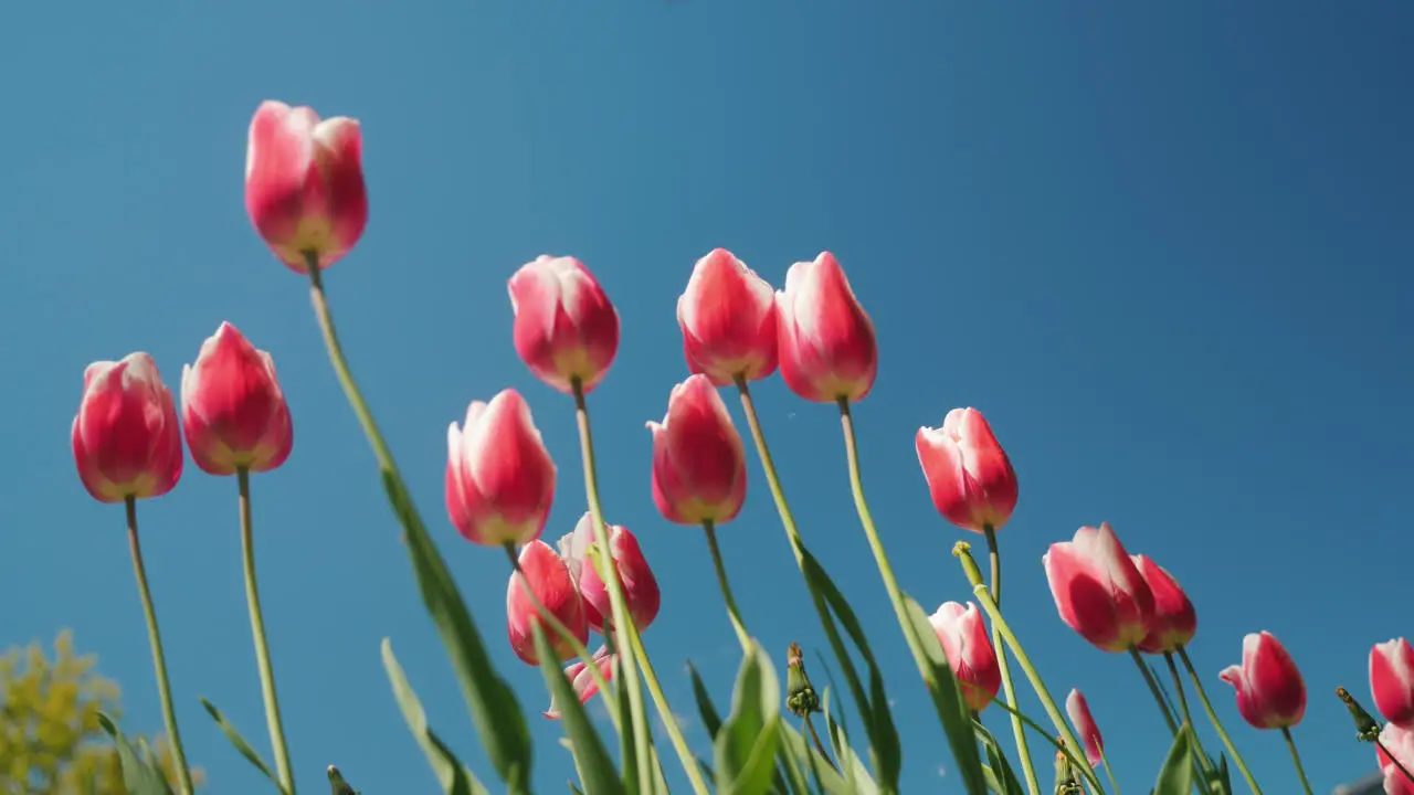 Pink Tulips Against The Blue Sky