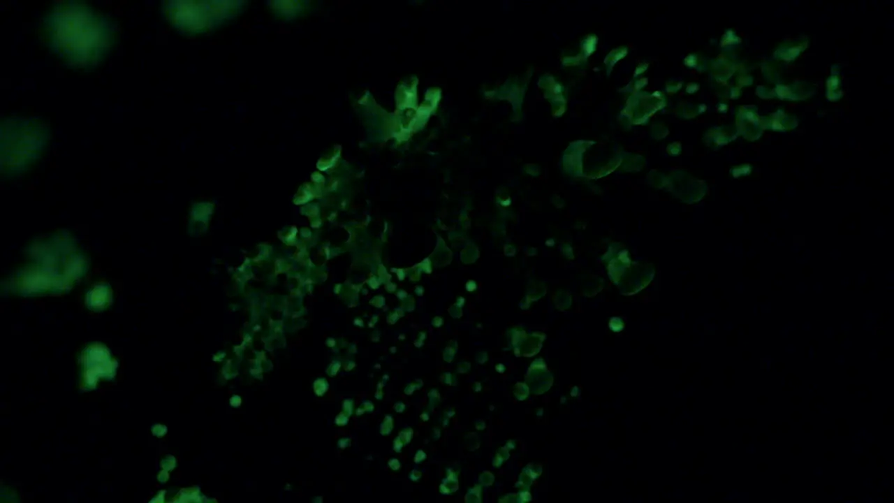 The bioluminescent fungus Panellus Stipticus in its primordial phase glow in the dark of night