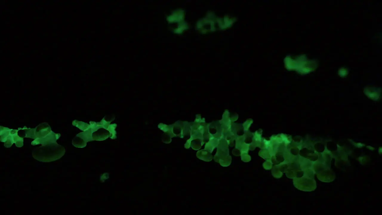 The bioluminescent fungus Panellus Stipticus glows in the darkness of night