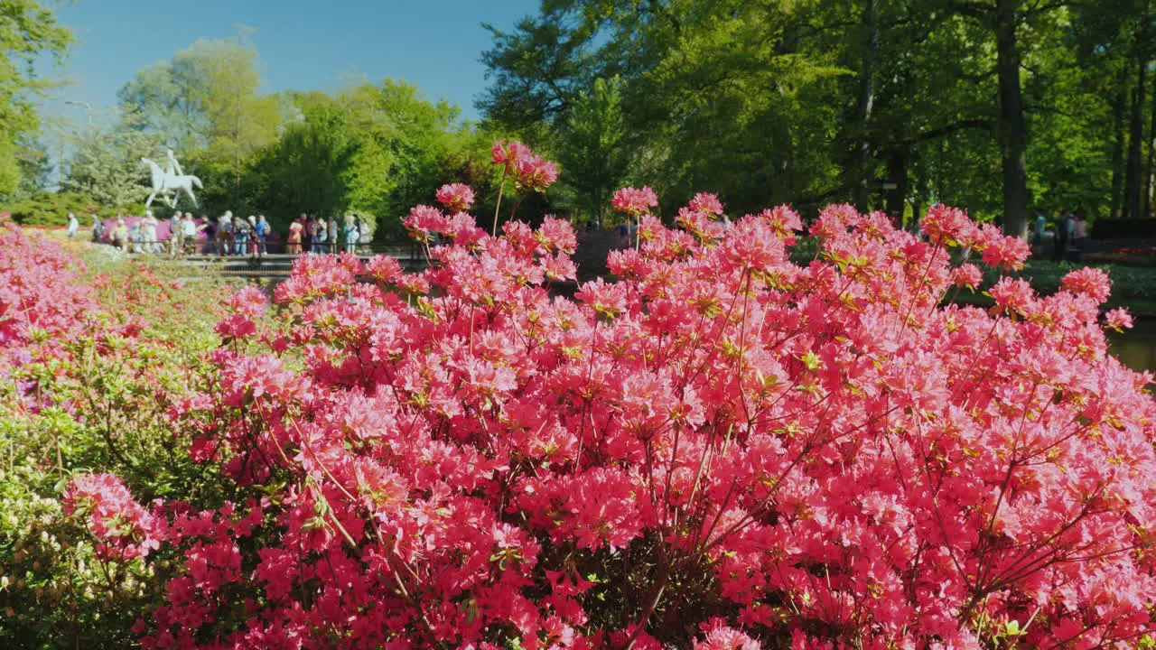 Flowers In The Keukenhof in The Netherlands