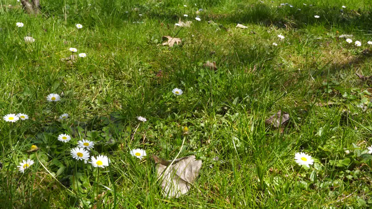 Meadow with Lily flowers and green grass on the bottom of forest Spring sunny day in city park