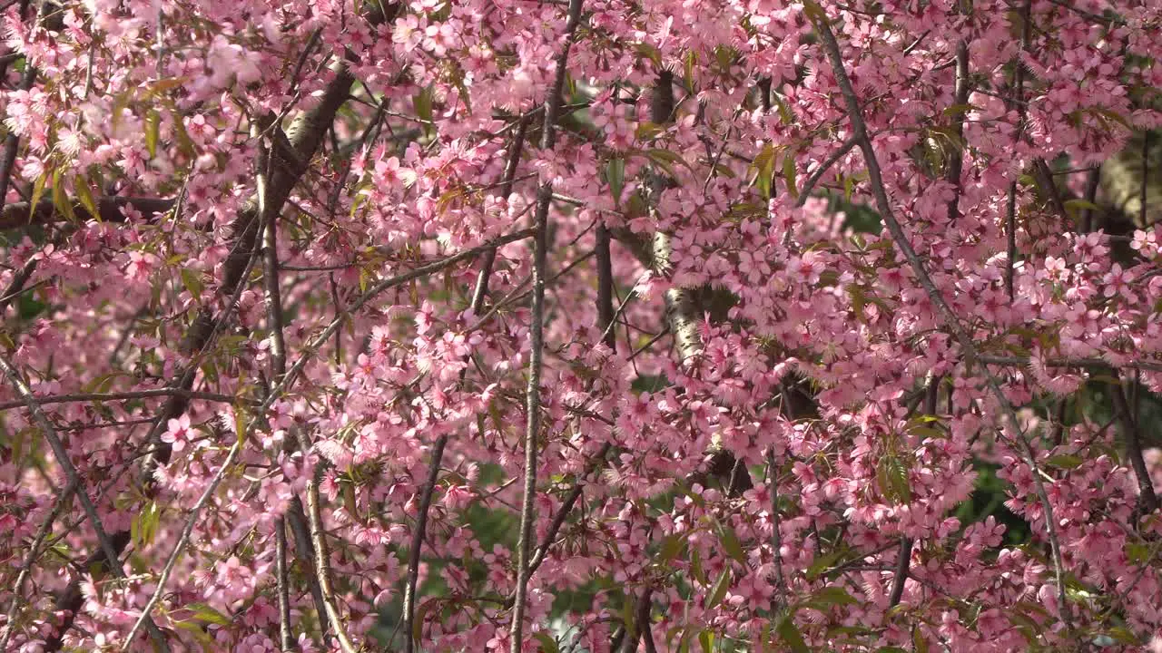 Pink Japanese cherry blossom blooming in Thailand in January