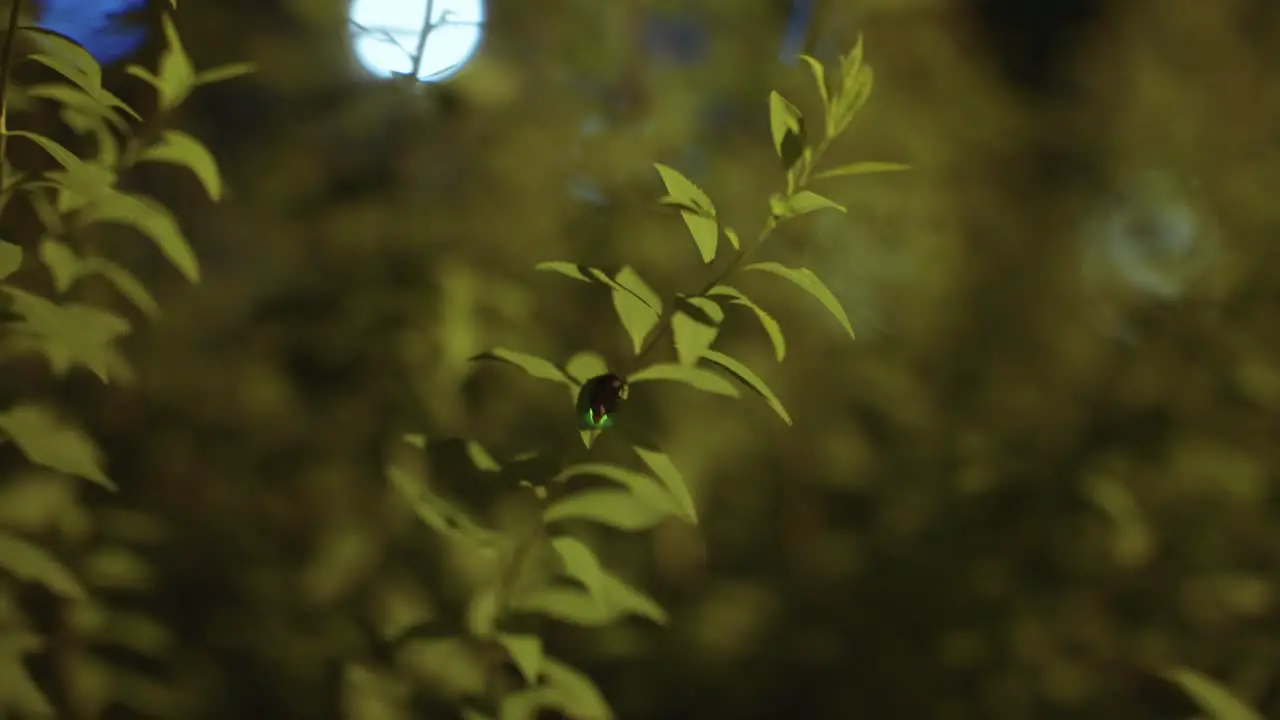 Japanese Firefly on plant in evening