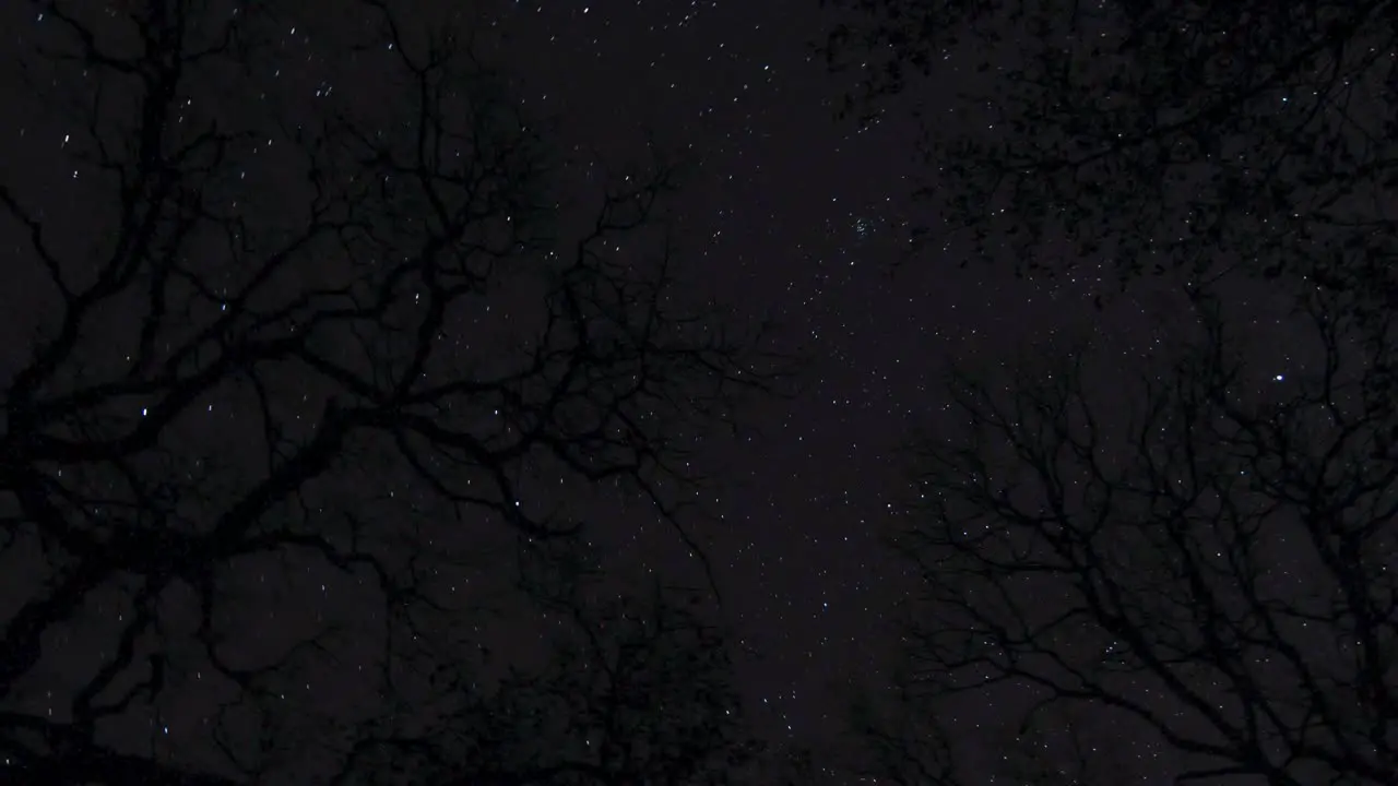 Motion star-lapse in the forest night sky