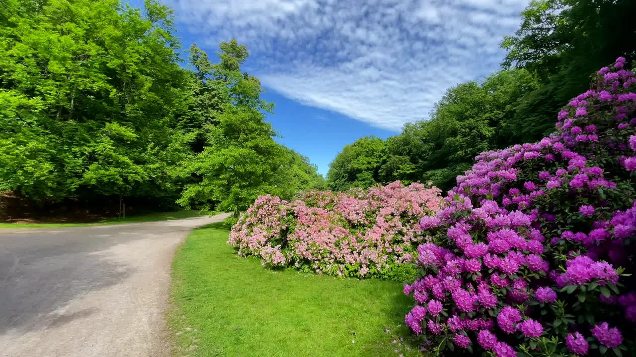 purple flower trees in the park on a sunny day