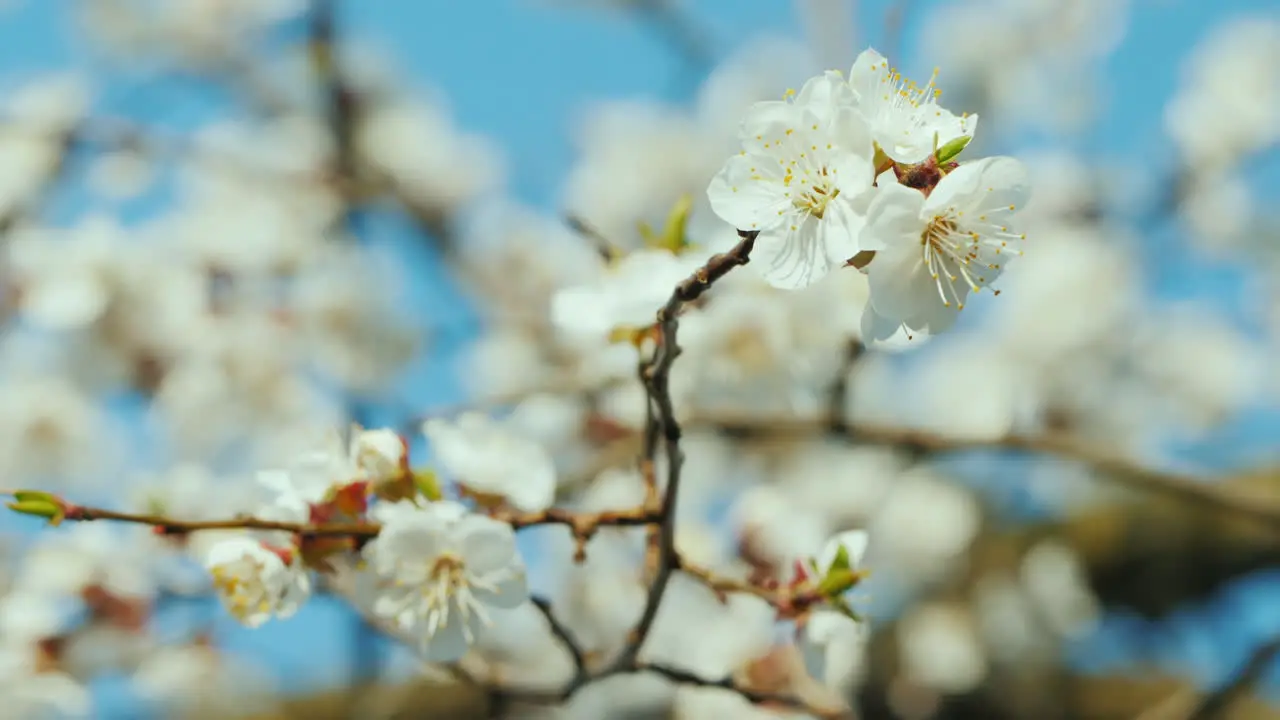 A Branch Of Blossoming Apricots Against A Blue Sky