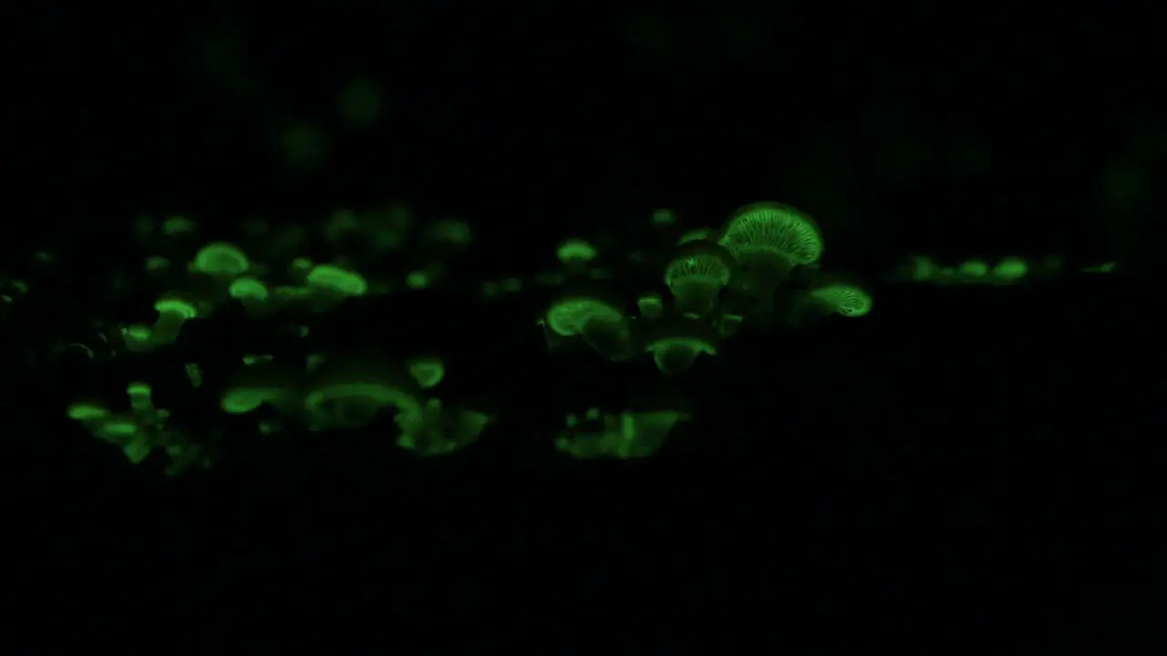 The bioluminescent fungus Panellus Stipticus goes in the dark of night