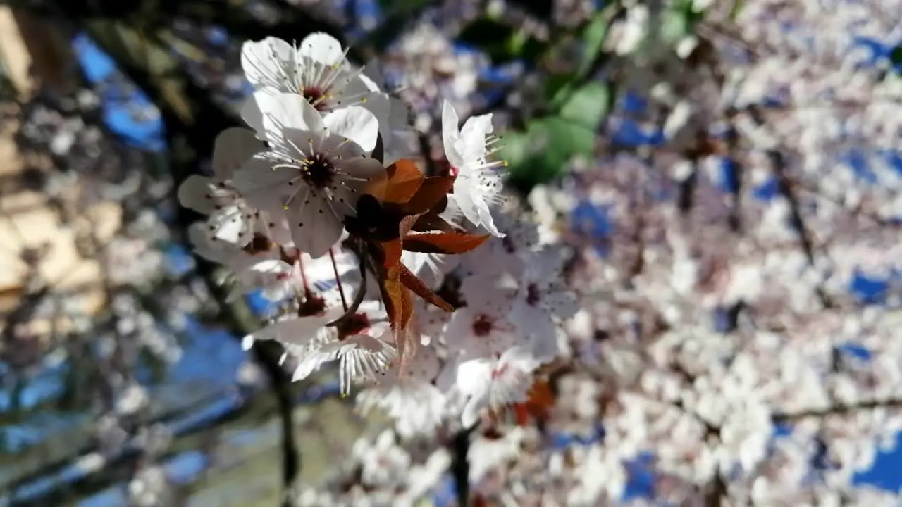 Spring flower blossom romantic tree moving in the sunny day under light breeze