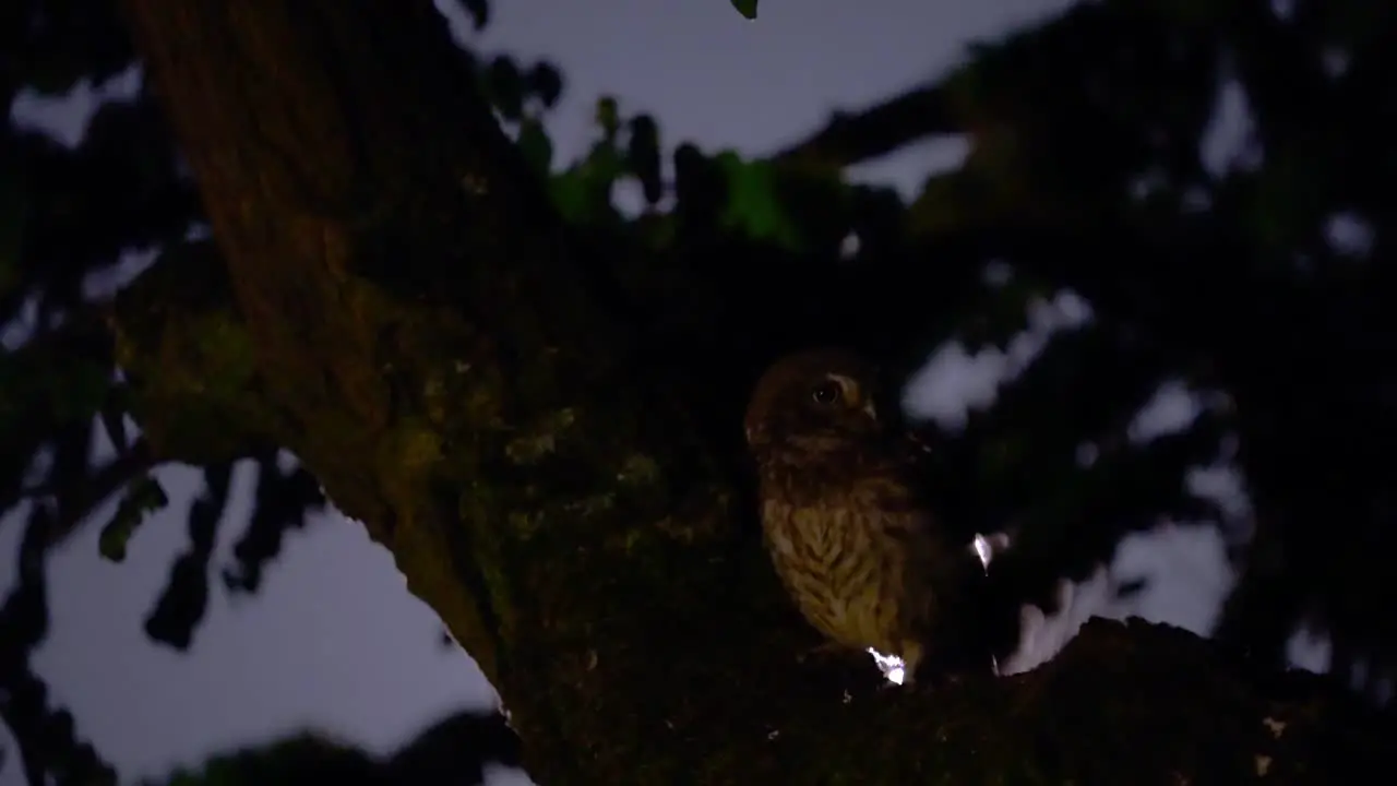 Little owl sitting in front of the moon and flying away from a tree