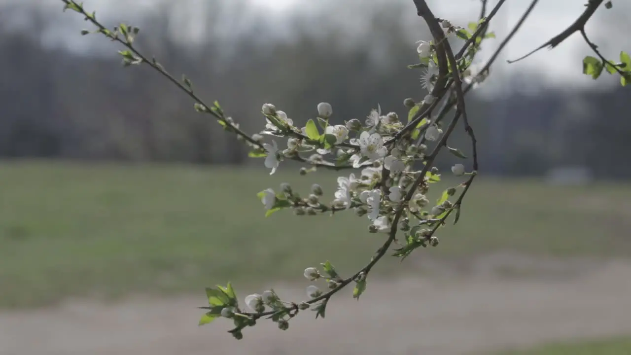 Small white flowers of Mirabelle plum tree branch blooming on a windy weather in may