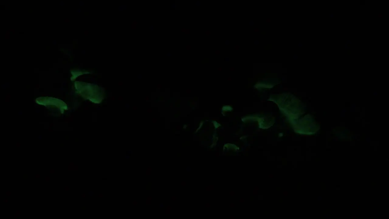 The bioluminescent fungus Panellus Stipticus also known as foxfire glows in the dark