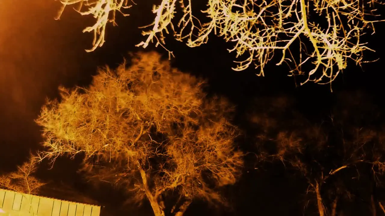 NIGHT LAPSE Day to today with spooky dead branches hanging from a tree