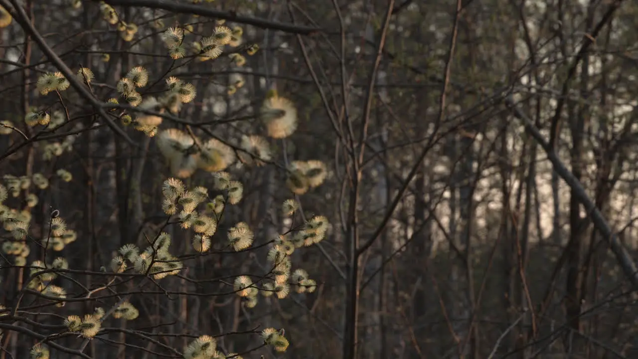 Willow tree in spring Lot of catkins evening